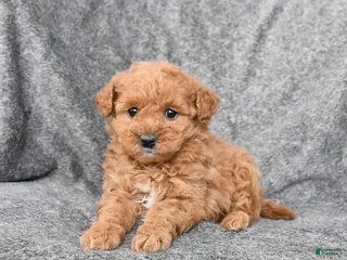 Miniature Poodle dogs Cherry - Ad 12