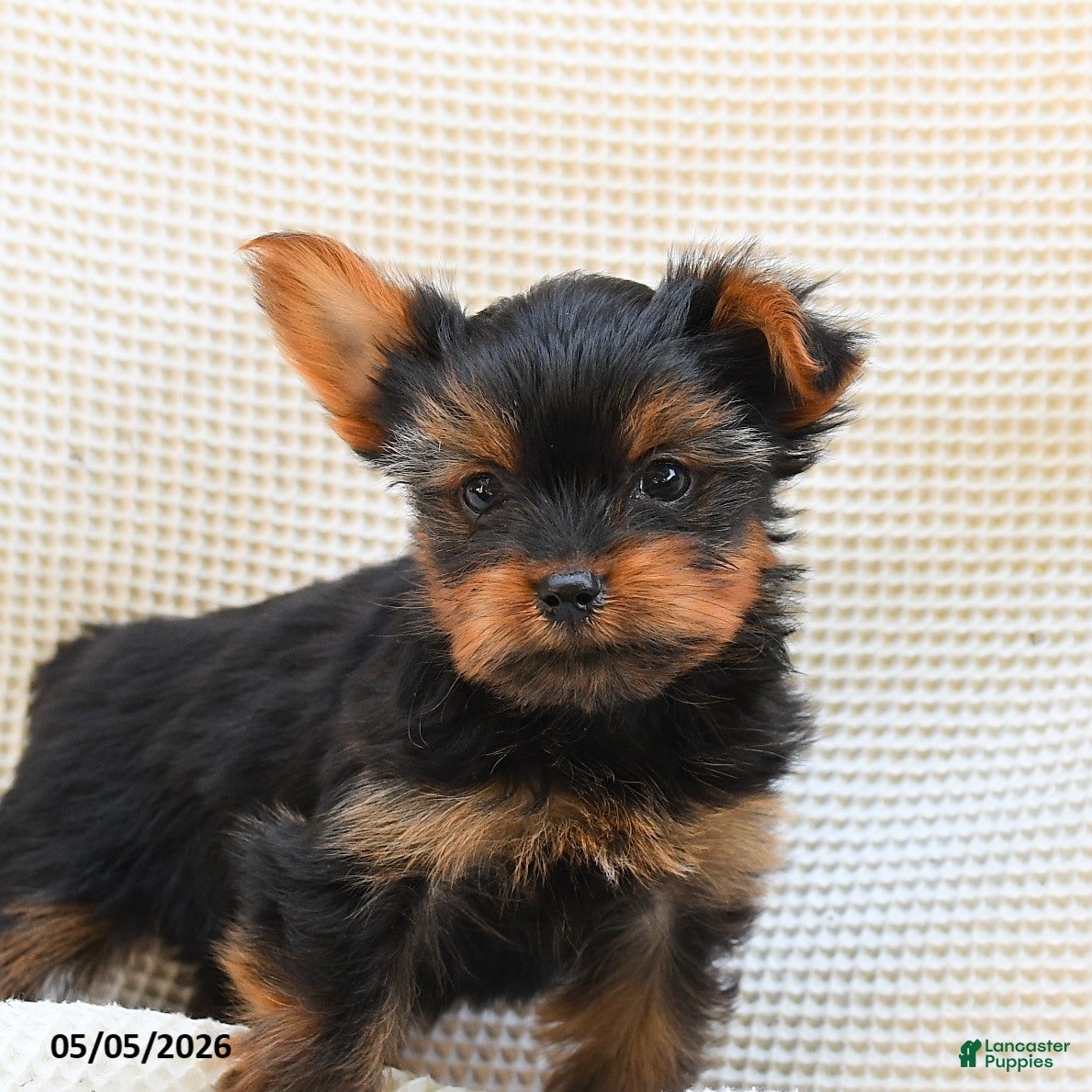Yorkshire Terrier dogs Castor - Ad 2