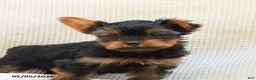 Yorkshire Terrier dogs for sale: Castor - Ad 2