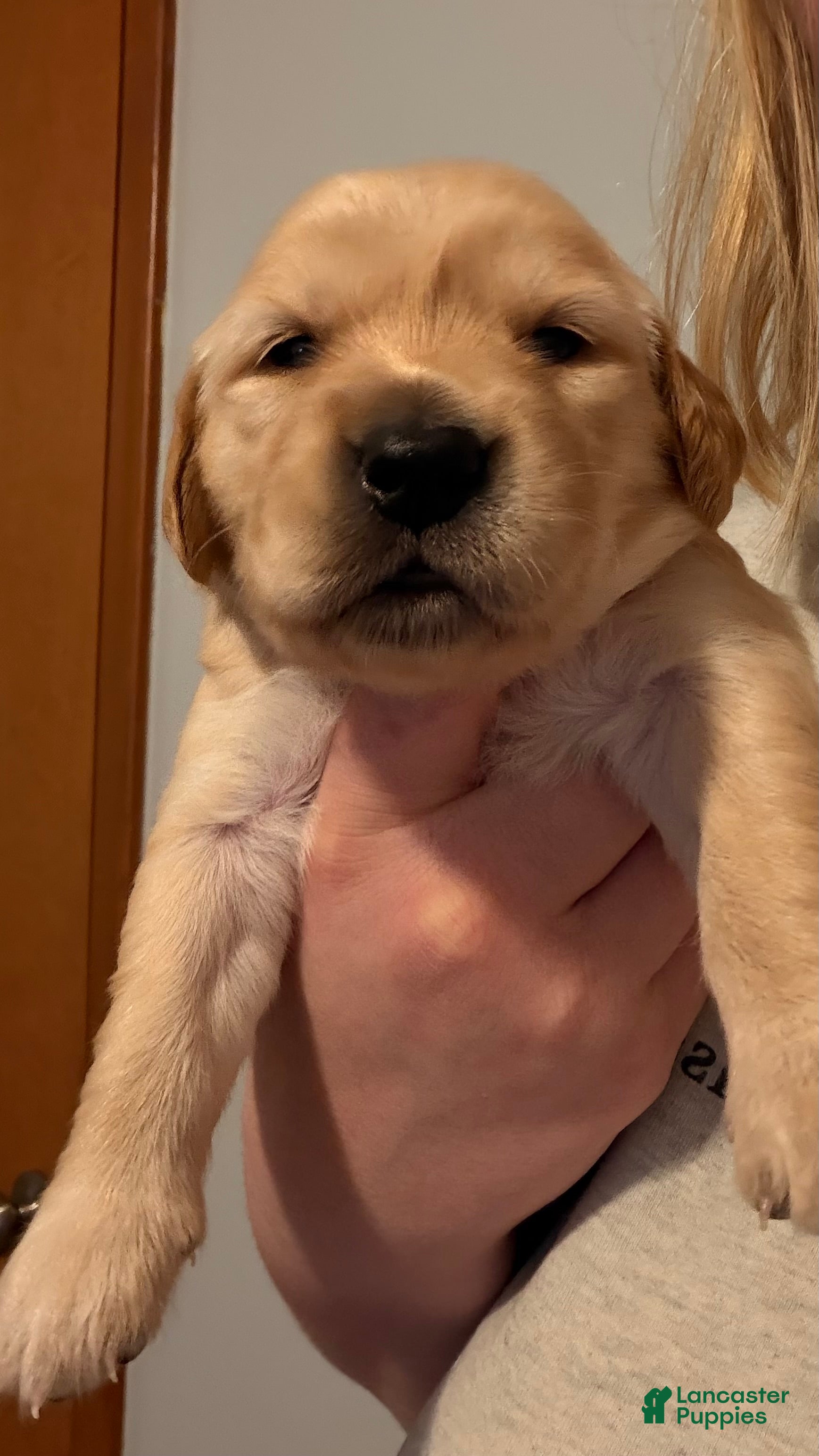 Golden Retriever dogs Orange  - Ad 1