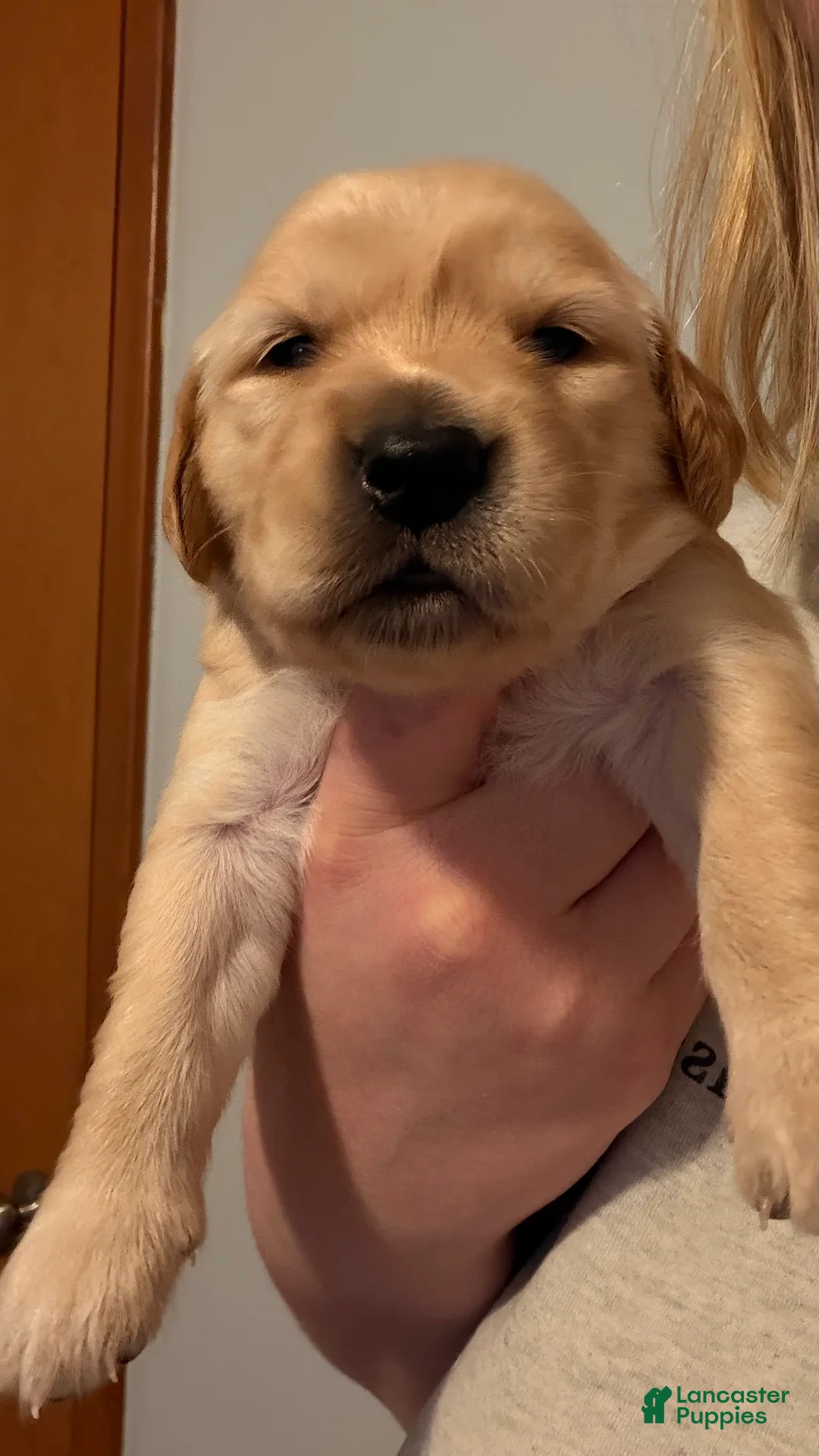 Golden Retriever dogs for sale: Orange  - Ad 2