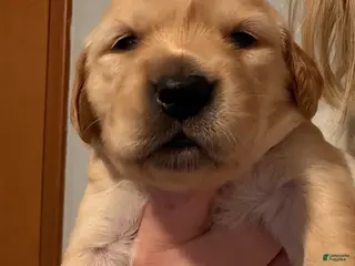 Golden Retriever dogs Orange - Ad 2