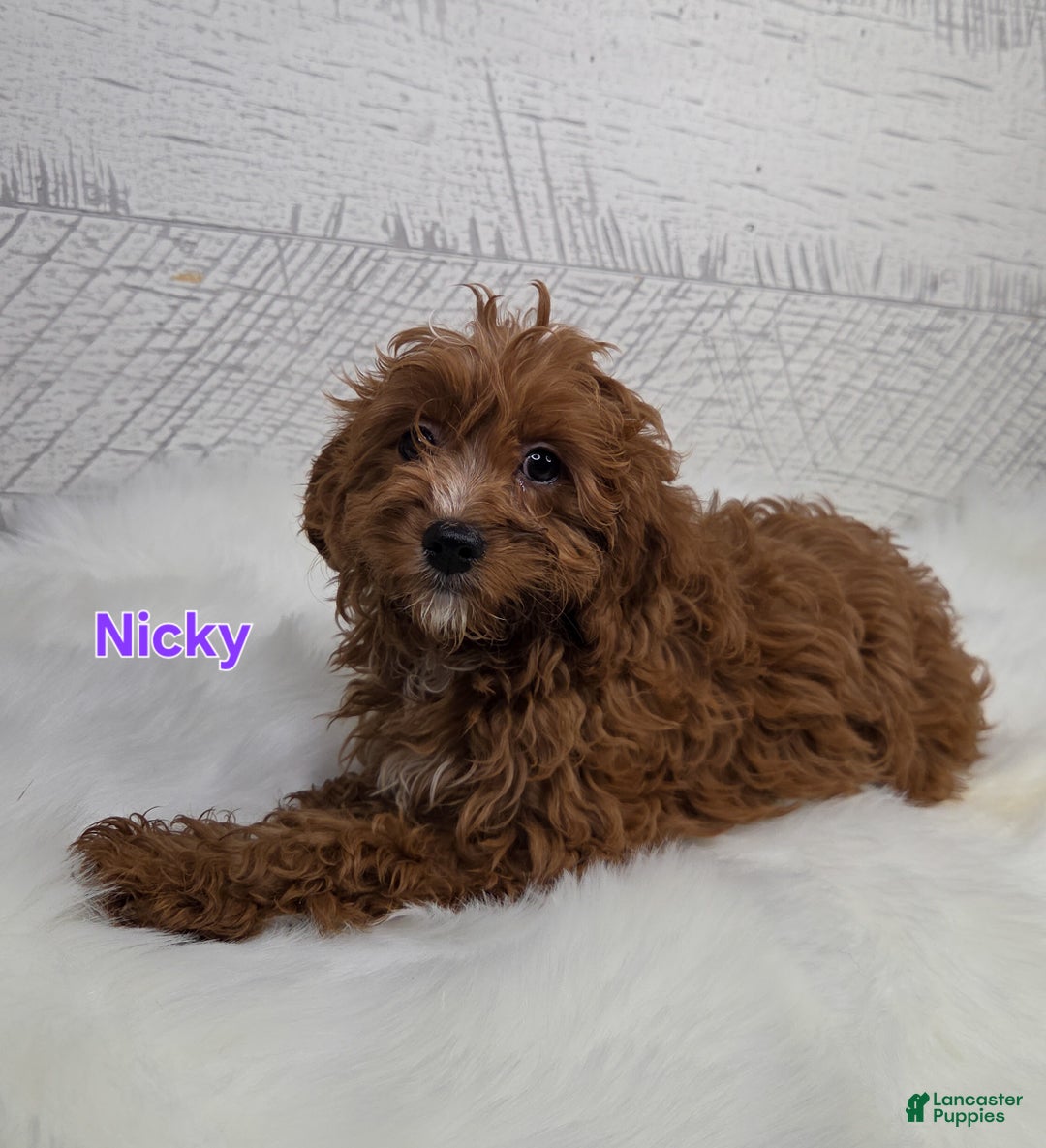 Cavapoo dogs for sale: Nicky - Ad 6
