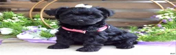 Yorkiepoo dogs for sale: Claire - Ad 7