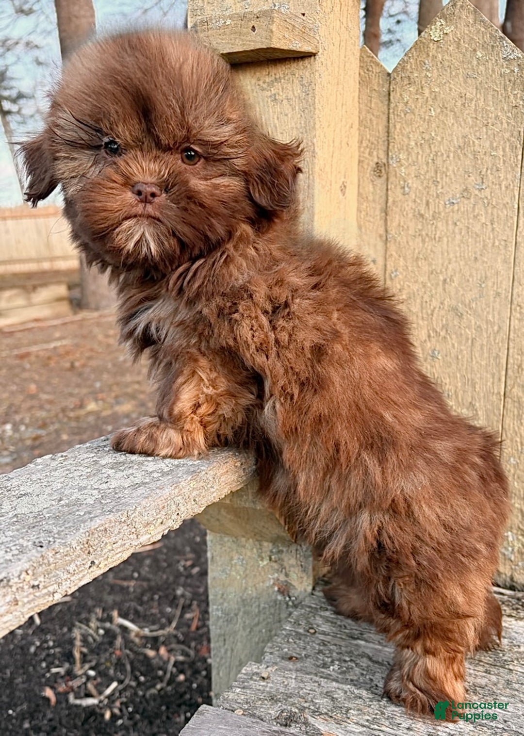 Shih Tzu dogs for sale: 💛 IN BOSTON MASSACHUSETTS AREA 💛 PUREBRED CHOCOLATE SHIH TZU 💛 ESTIMATED ADULT SIZE 10-12 LBS 💛 - Ad 3