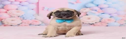 English Mastiff dogs for sale: Diesel - Ad 1