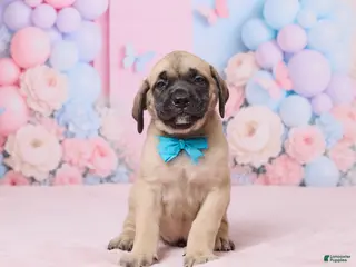 English Mastiff dogs for sale: Diesel - Ad 1