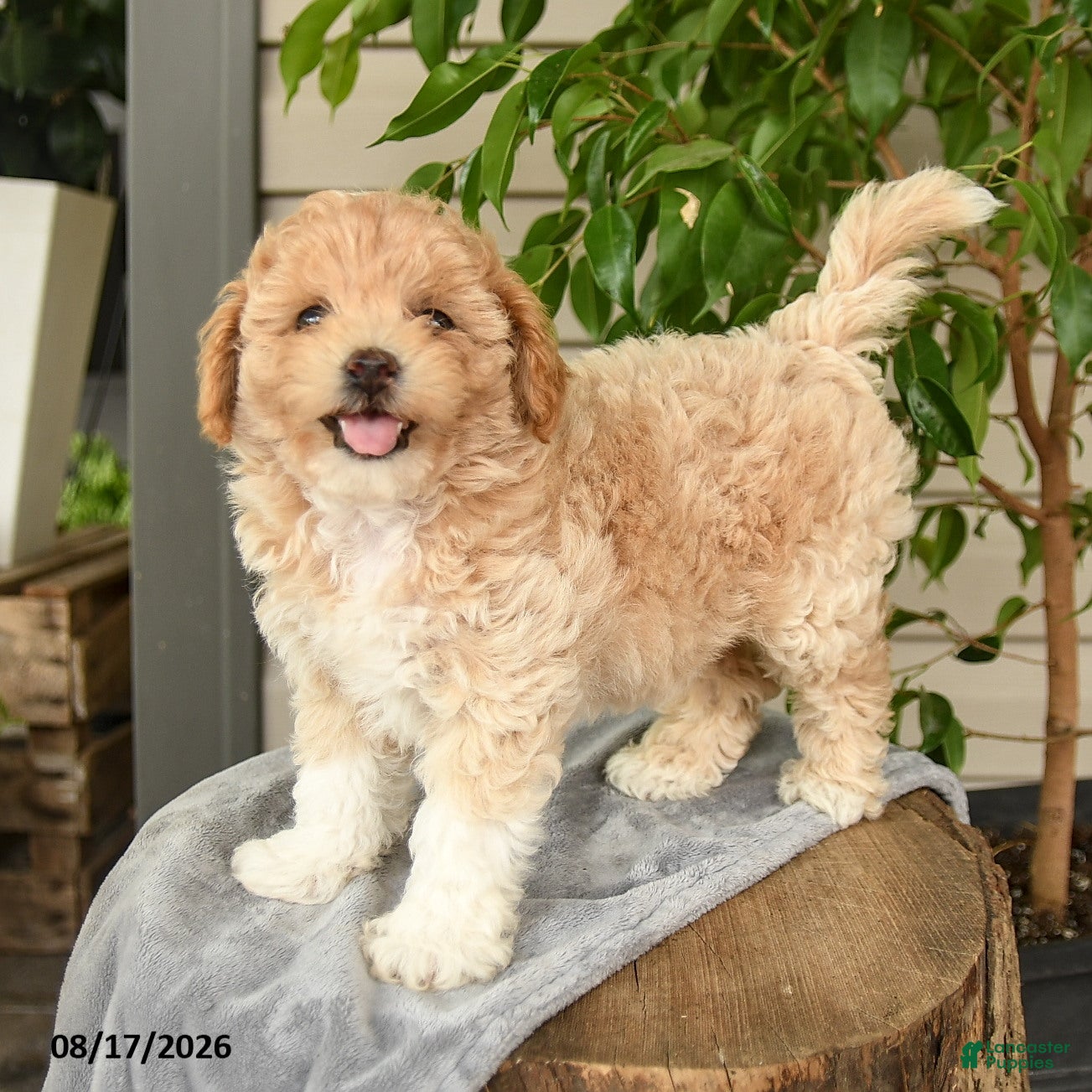Shihpoo dogs Milo - Ad 1