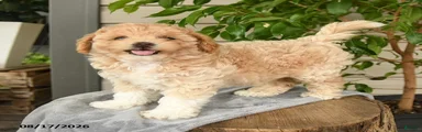 Milo