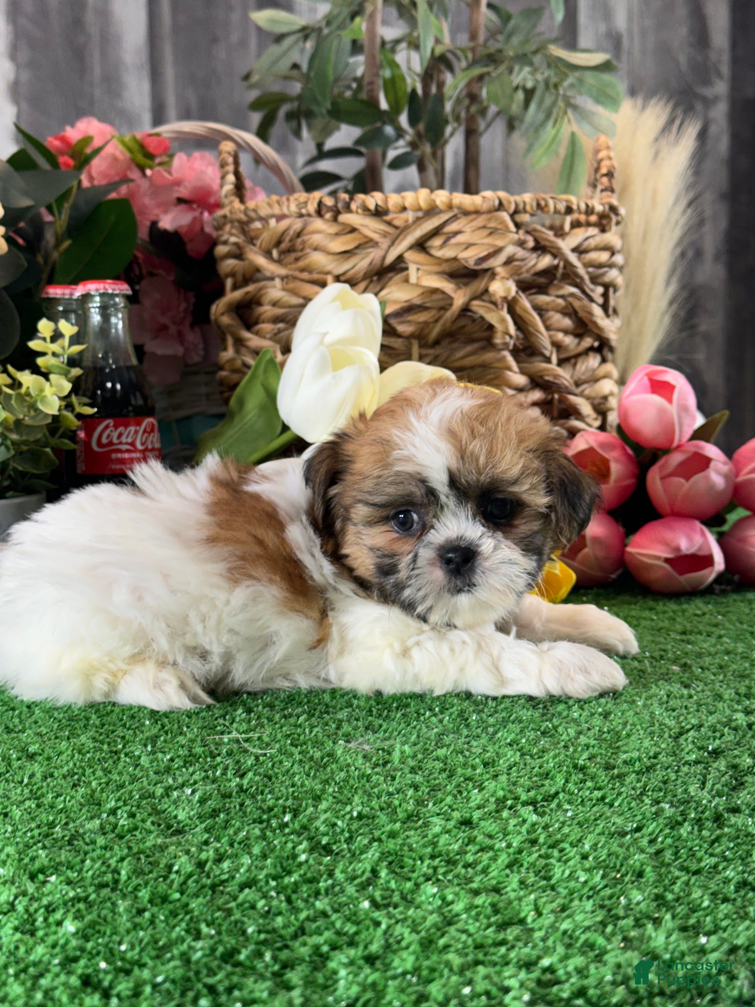 Shih Tzu dogs for sale: Stella🍕 - Ad 5