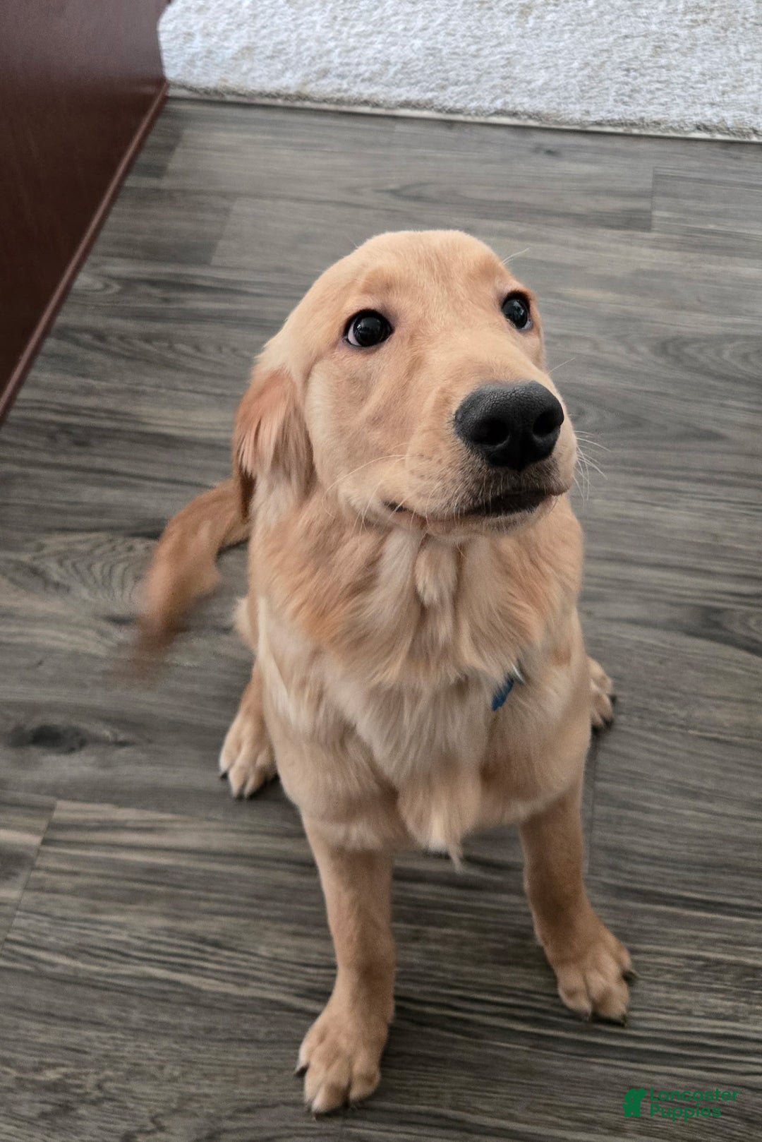 Golden Retriever dogs for sale: Golden Retriever Puppy 1 - Ad 1