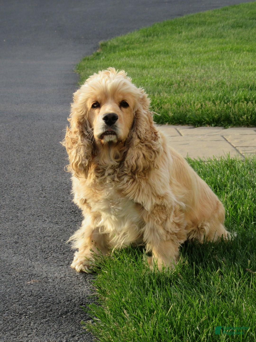 Cockapoo dogs for sale: Cooper - Ad 4