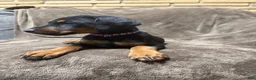 Doberman Pinscher dogs for sale: Lyra - Ad 3