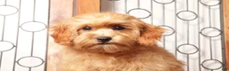 Cavapoo dogs for sale: Toby  - Ad 3