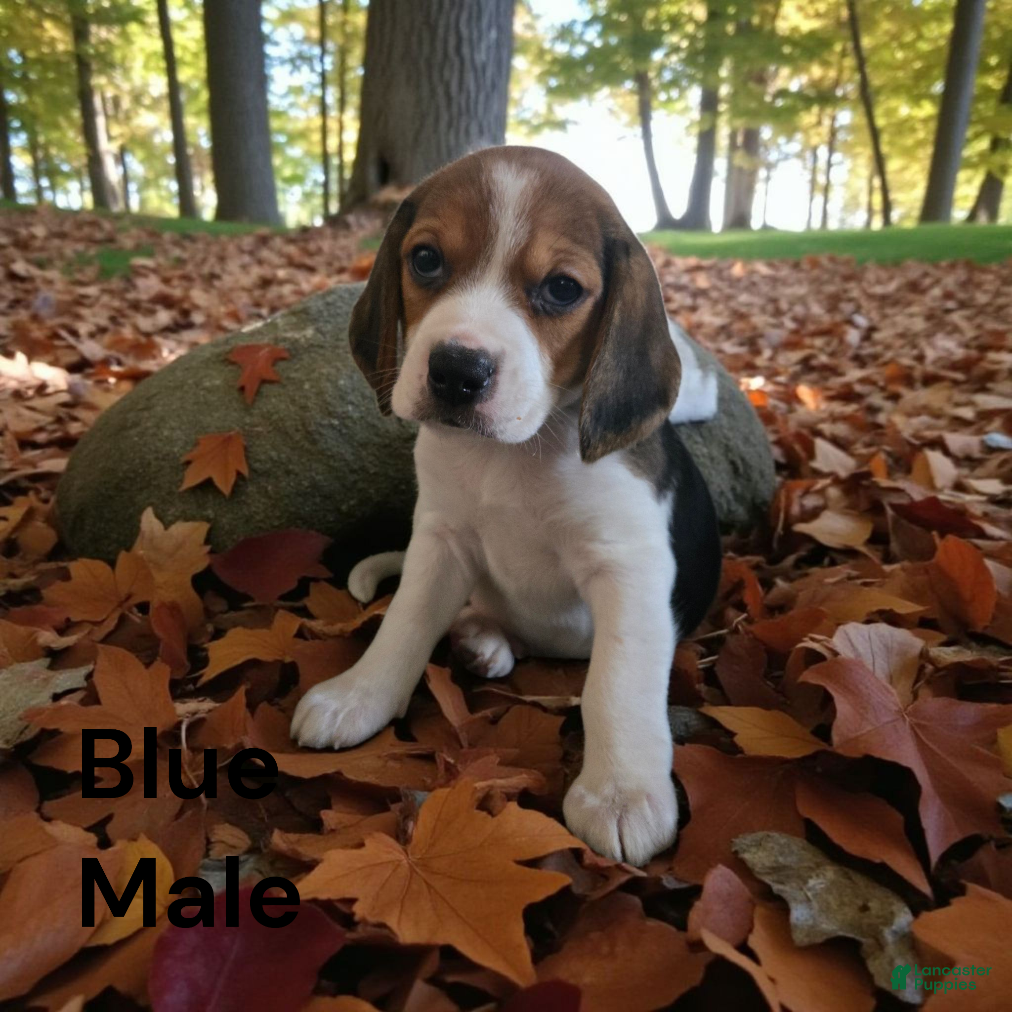 Beagle dogs Airhead/blue - Ad 2