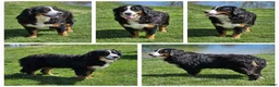 Miniature Bernese Mountain Dog dogs for sale: Tuffy - Ad 5
