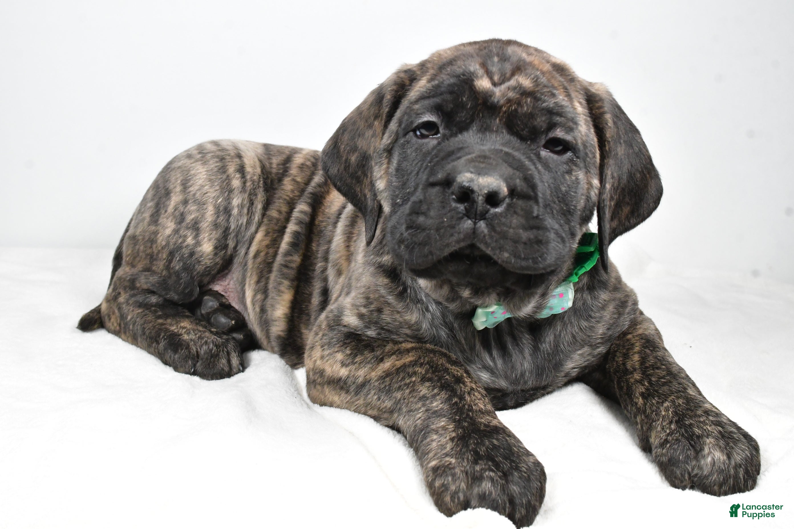 English Mastiff dogs Shawn - Ad 5