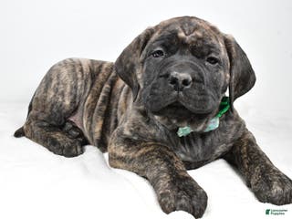 English Mastiff dogs Shawn - Ad 11