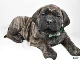 English Mastiff dogs Shawn - Ad 2