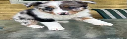 Australian Shepherd dogs for sale: Thing 2 - Ad 7