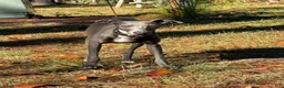 Italian Greyhound dogs for sale: Percy - Ad 1