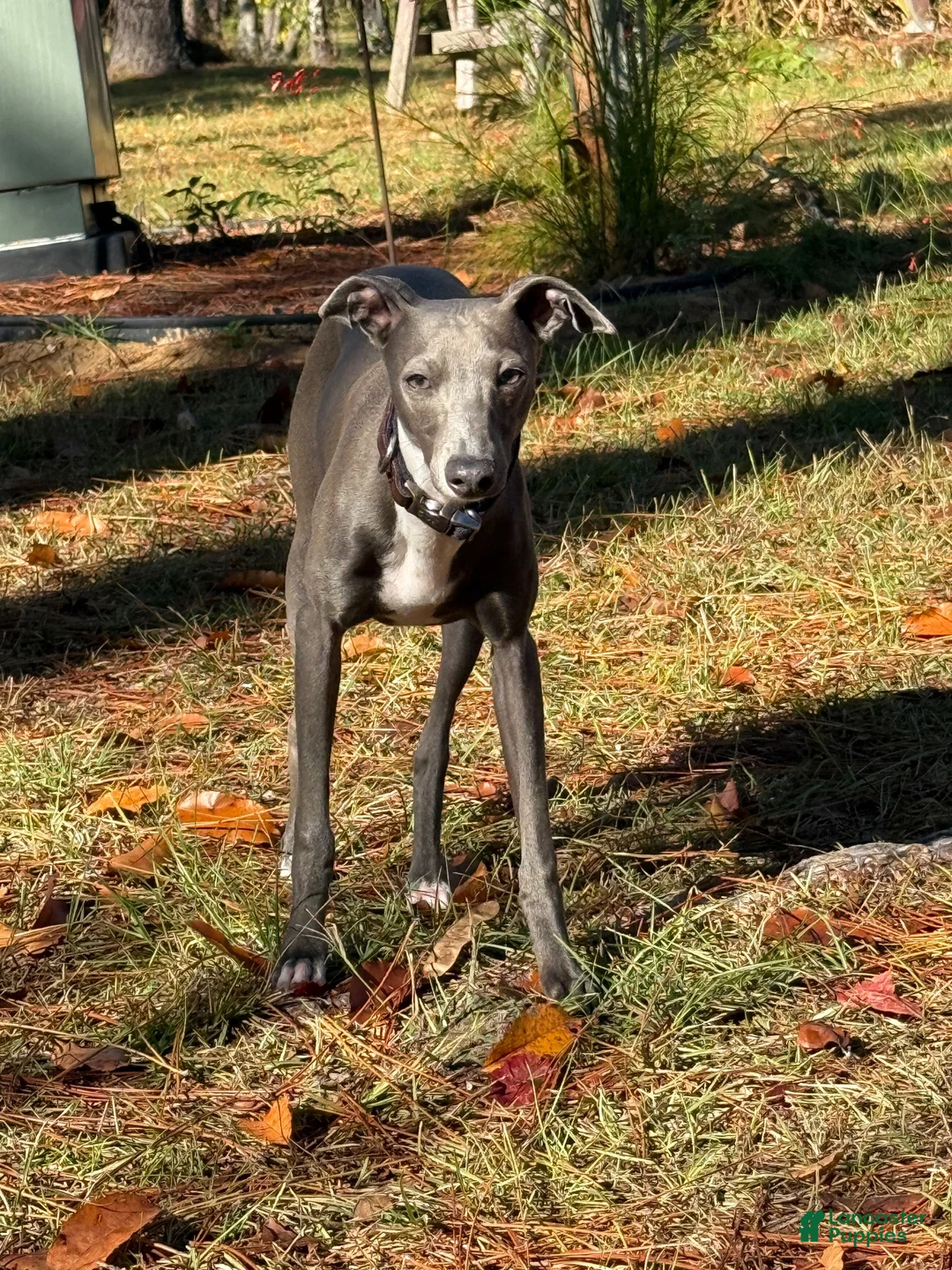 Italian Greyhound dogs for sale: Percy - Ad 1