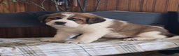 Saint Bernard dogs for sale: Buster  - Ad 3