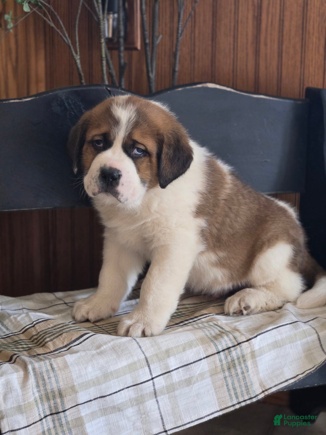 Saint Bernard dogs for sale: Buster  - Ad 3