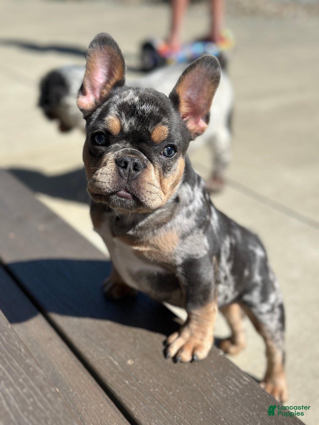 French Bulldog dogs for sale: Charm  - Ad 3