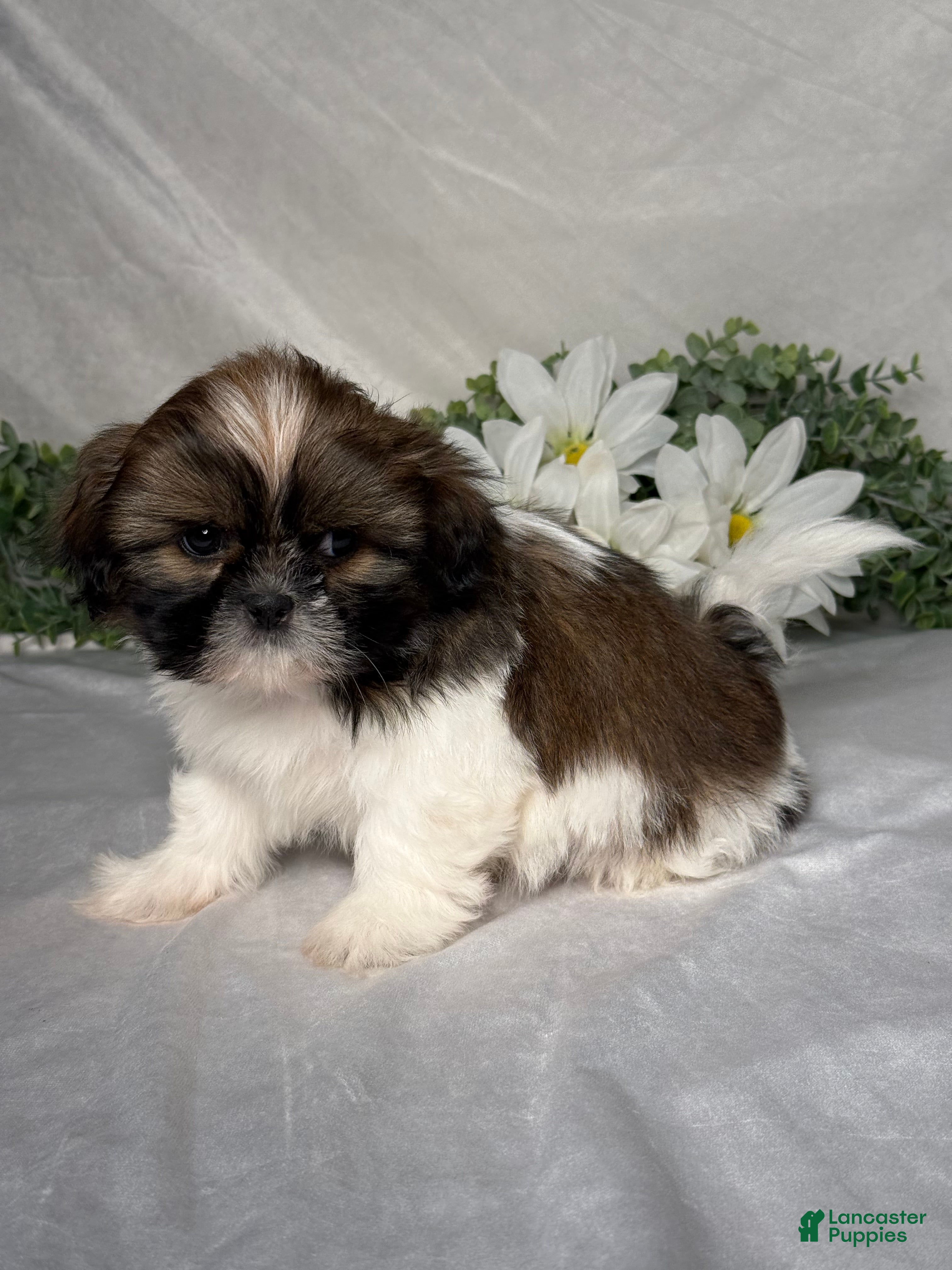 Shih Tzu dogs Oliver - Ad 2