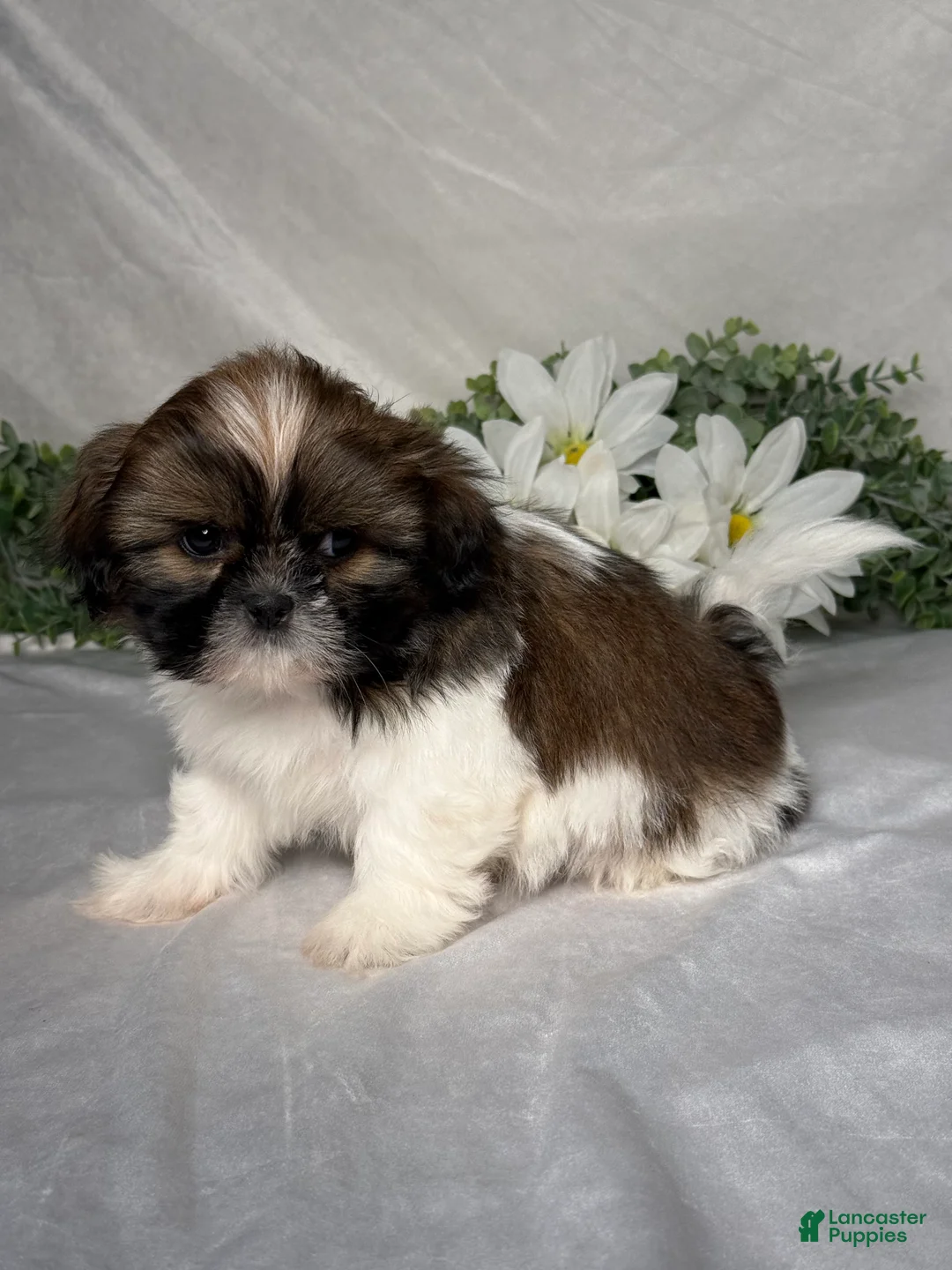 Shih Tzu dogs for sale: Oliver - Ad 2