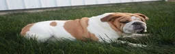 Mixed Breed dogs for sale: Summer - Ad 9