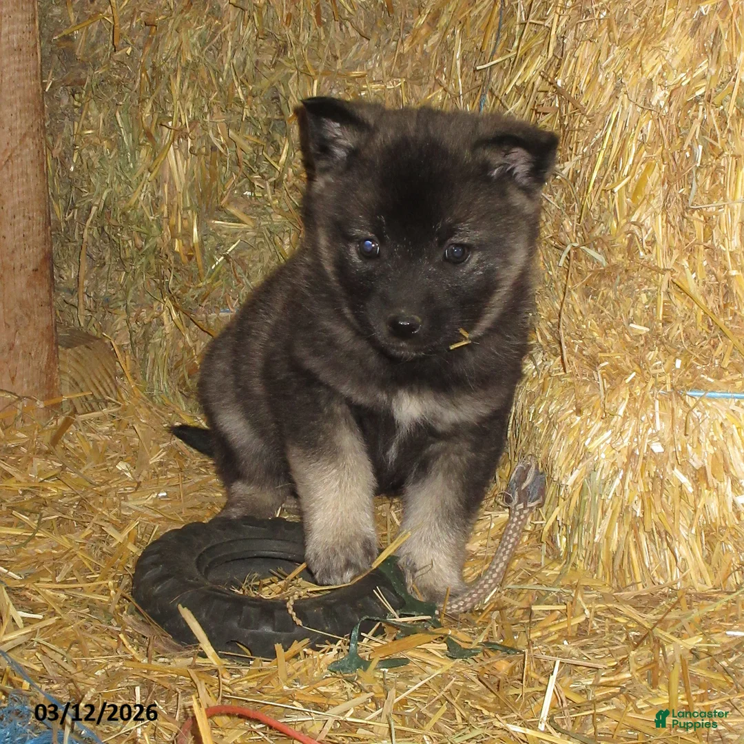 Norwegian Elkhound dogs for sale: Elsa - Ad 1