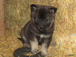 Norwegian Elkhound dogs for sale: Elsa - Ad 3