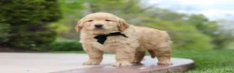 Golden Retriever dogs for sale: Anson - Ad 3
