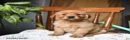 Golden Retriever dogs for sale: Cinnamon - Ad 5