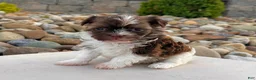 Havanese dogs for sale: Ranger - Ad 3