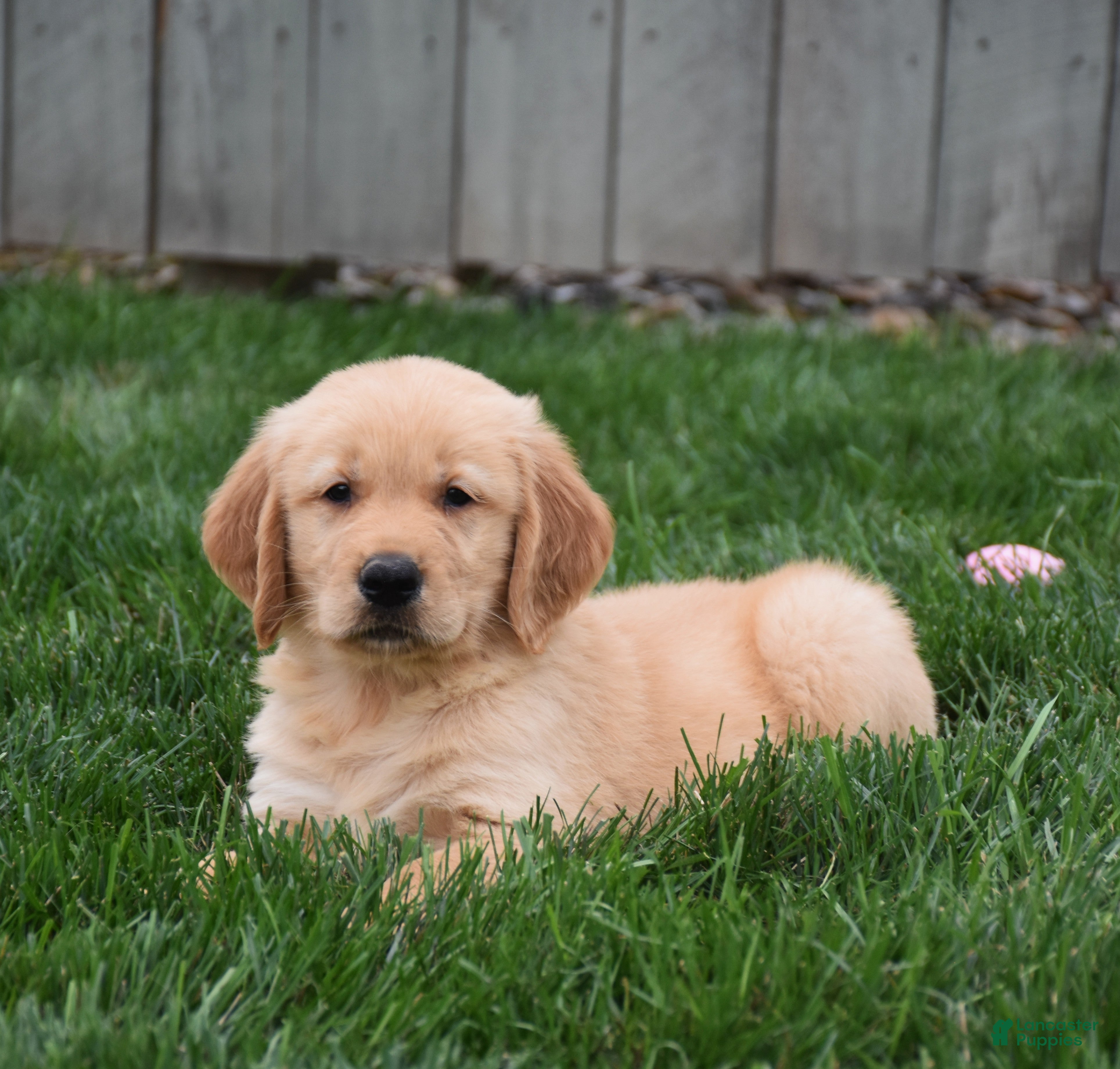 Golden Retriever dogs Galaxy - Ad 2