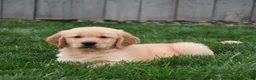 Golden Retriever dogs for sale: Galaxy - Ad 2