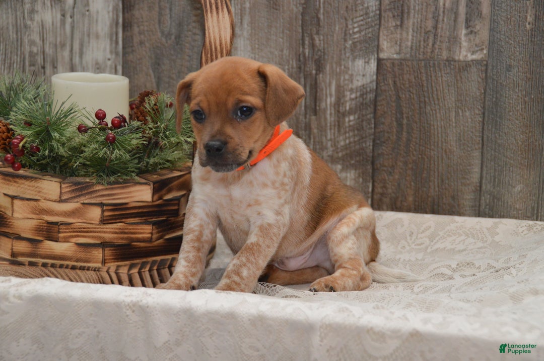 Jug dogs for sale: Avery - Ad 1