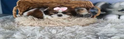 Shih Tzu dogs for sale: COOKIE - Ad 7