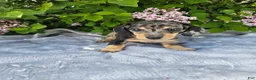 Dachshund dogs for sale: Prince - Ad 7