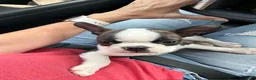 Boston Terrier dogs for sale: Jesse  - Ad 5