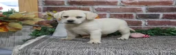 Labrador Retriever dogs for sale: Diamond - Ad 6