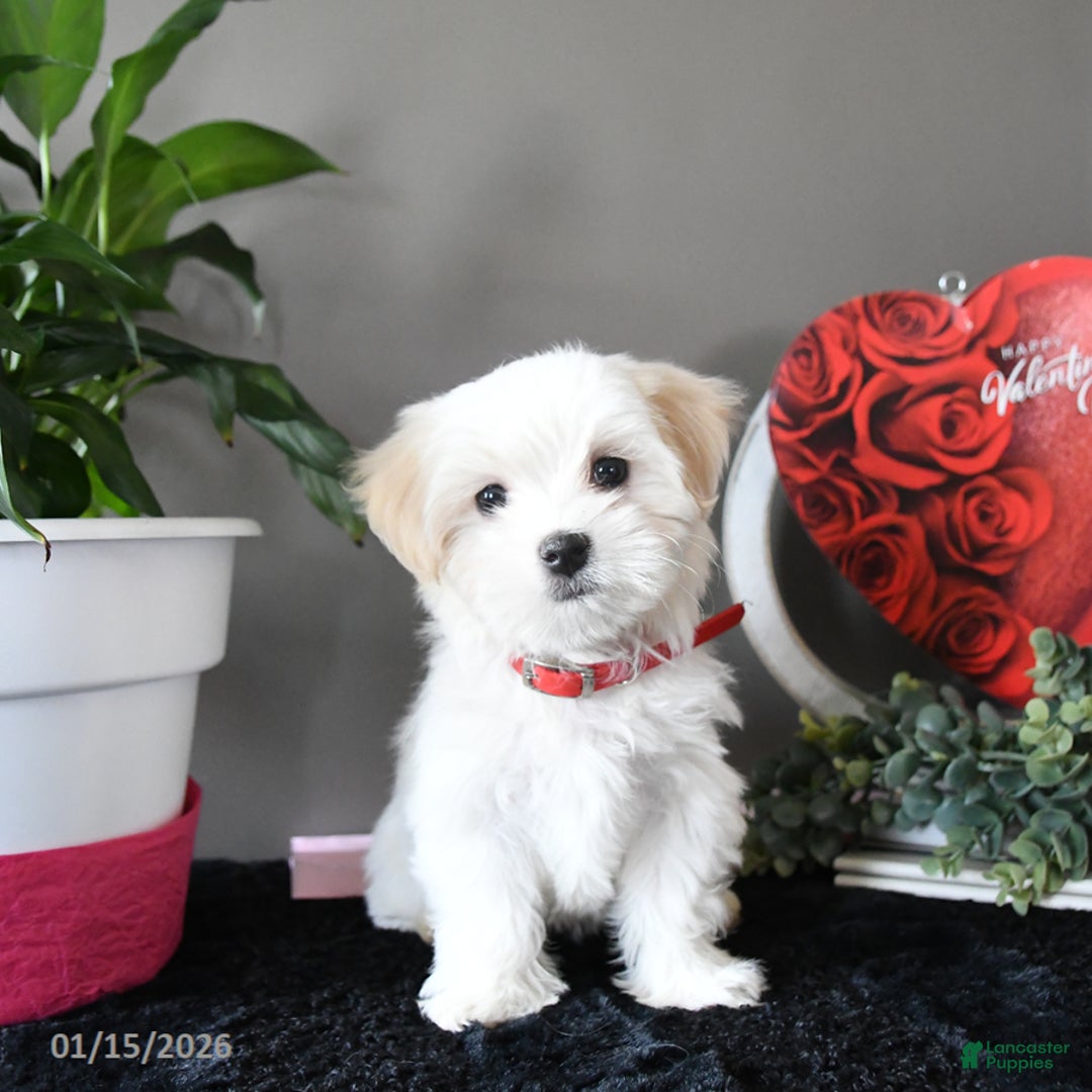 Maltese dogs for sale: Sugar - Ad 2