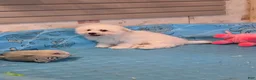 Bichon Frise dogs for sale: Blake - Ad 4