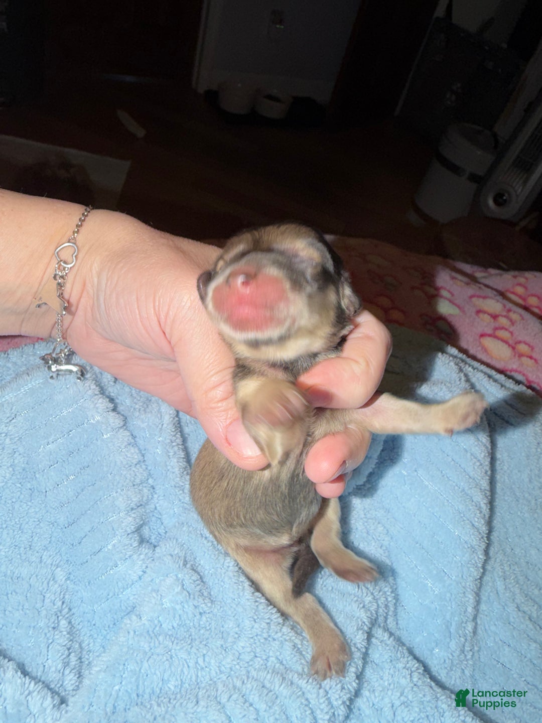 Miniature Dachshund dogs for sale: Cream - Ad 22