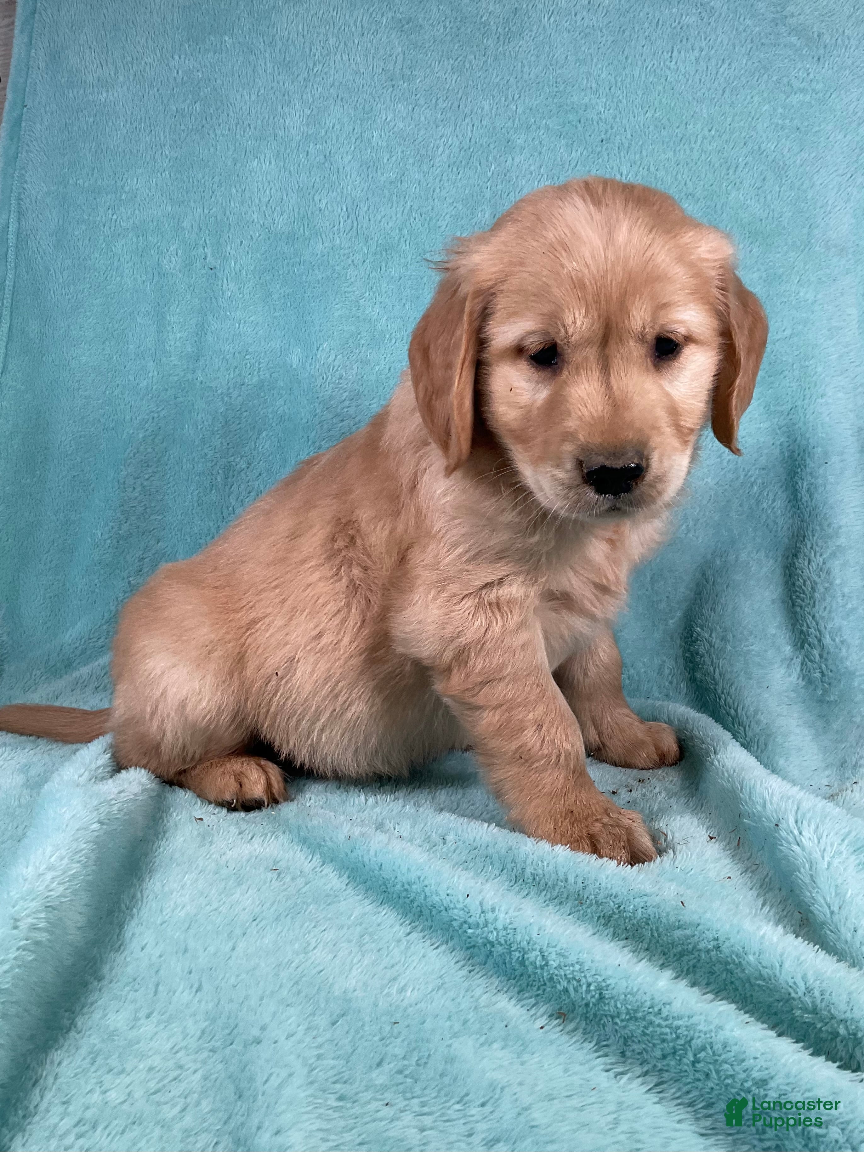 Golden Retriever dogs Benji - Ad 1
