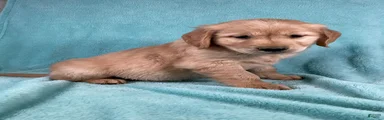 Benji