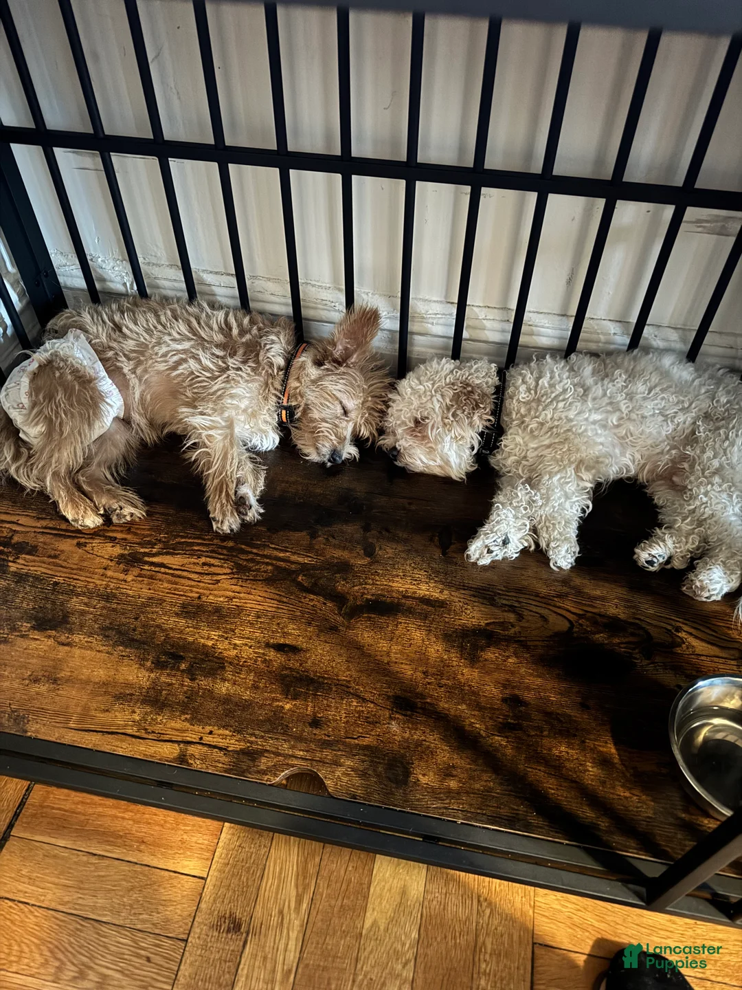 Mixed Breed dogs for sale: Mixed Breed Puppy 2 - Ad 3